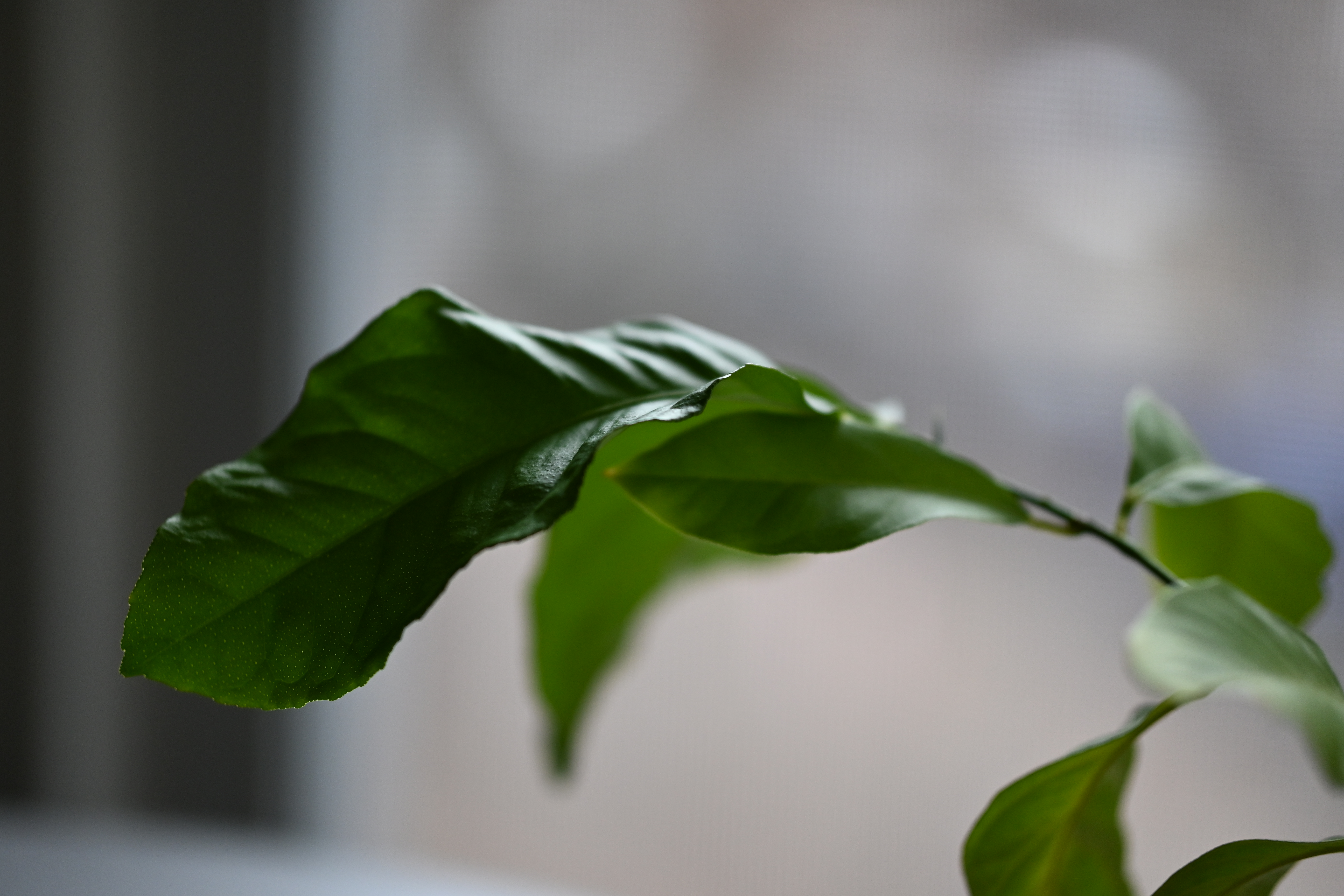 lemon_1